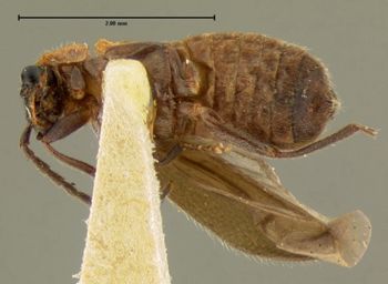 Media type: image;   Entomology 3393 Aspect: habitus ventral view